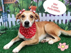 Cachorro raça  idade 2 anos nome Mel