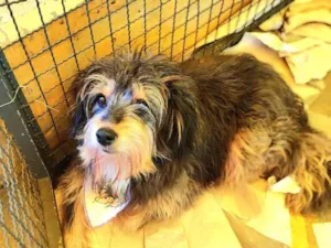 Cachorro raça  idade 5 anos nome Rufous