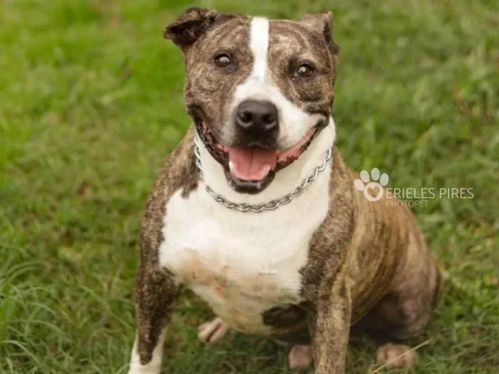 Cachorro ra a Pitbull idade 2 anos nome Jonhy