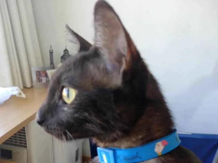 Gato ra a Srd idade 2 a 6 meses nome Belinha