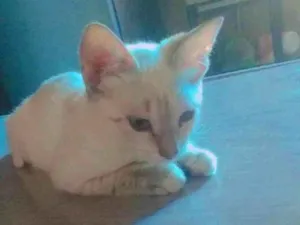 Gato raça  idade 2 a 6 meses nome Luna