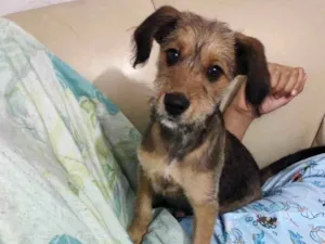 Cachorro raça SRD-ViraLata idade 7 a 11 meses nome Paçoca