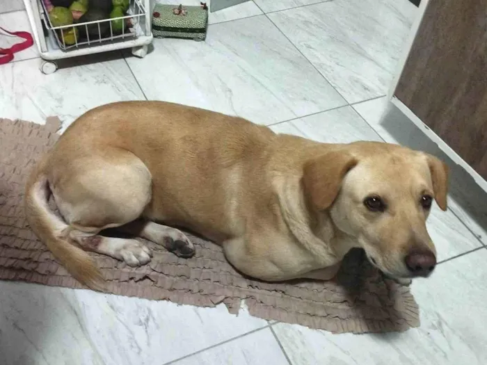 Cachorro ra a Labrador idade 6 ou mais anos nome Thor