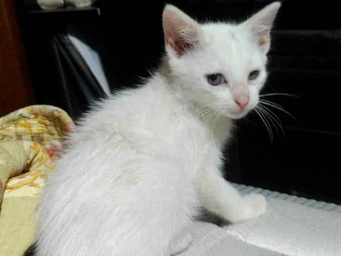 Gato ra a SRD-ViraLata idade 2 a 6 meses nome Sem nome