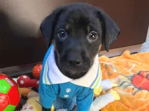 Cachorro raça SRD-ViraLata idade Abaixo de 2 meses nome Dengo