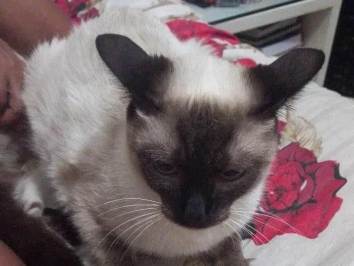 Gato ra a Ciames  idade 7 a 11 meses nome Melannie