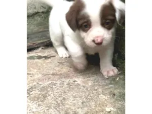 Cachorro raça SRD-ViraLata idade Abaixo de 2 meses nome Não tem 