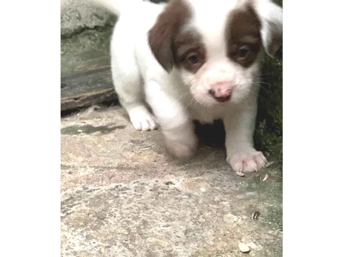Cachorro ra a SRD-ViraLata idade Abaixo de 2 meses nome Não tem
