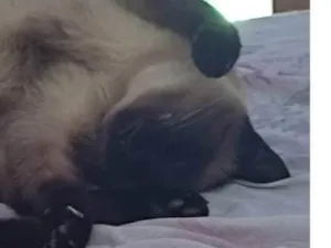 Gato raça SRD-ViraLata idade  nome Nina