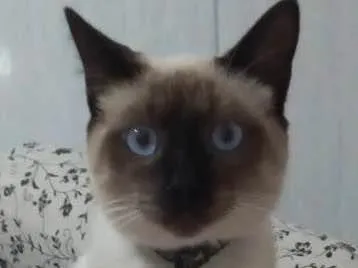 Gato ra a Ciames  idade 7 a 11 meses nome Mingau