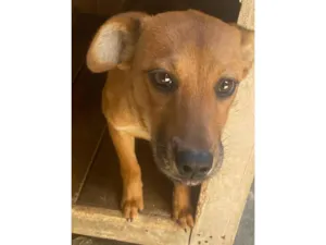 Cachorro raça Labrador/vira lata idade 2 a 6 meses nome Kiara