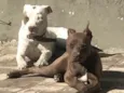 Romeu & Julieta
