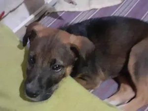 Cachorro raça SRD-ViraLata idade 2 a 6 meses nome Noah