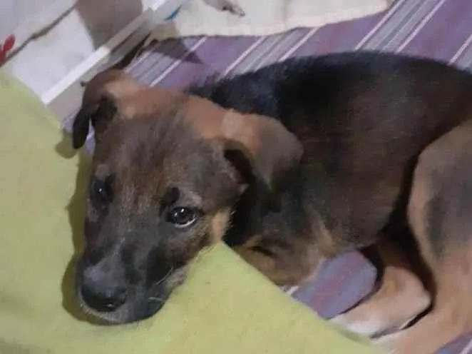 Cachorro ra a SRD-ViraLata idade 2 a 6 meses nome Noah