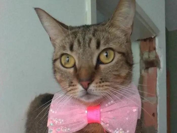 Gato ra a SRD-ViraLata idade 2 anos nome Nala