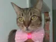 Nala