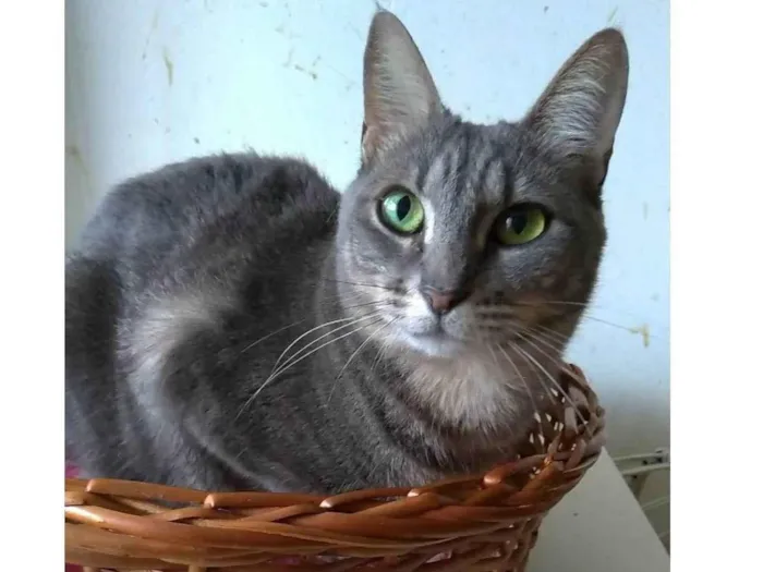 Gato ra a SRD-ViraLata idade 2 anos nome Adelly 