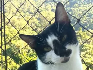 Gato raça SRD-ViraLata idade 7 a 11 meses nome Celinna