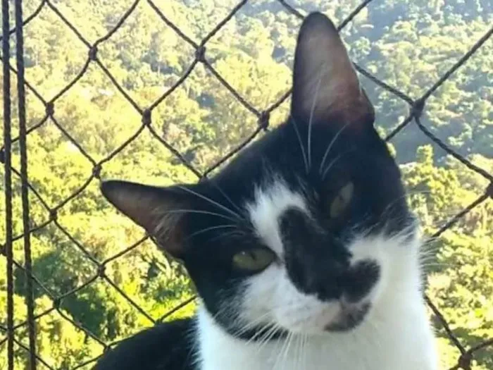 Gato ra a SRD-ViraLata idade 7 a 11 meses nome Celinna