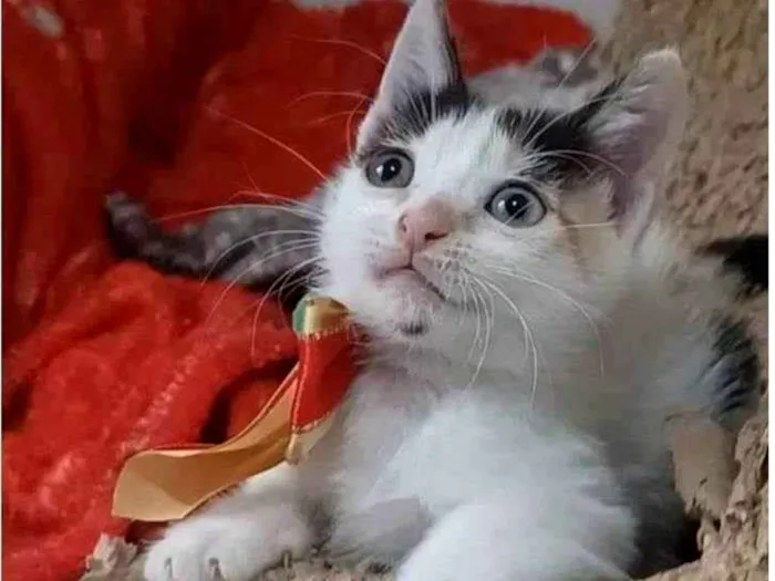 Gato ra a SRD-ViraLata idade 2 a 6 meses nome Nadine