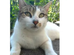 Gato raça SRD-ViraLata idade 2 anos nome Íris 