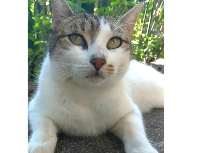 Gato ra a SRD-ViraLata idade 2 anos nome Íris 