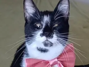 Gato raça SRD-ViraLata idade 7 a 11 meses nome Ayka
