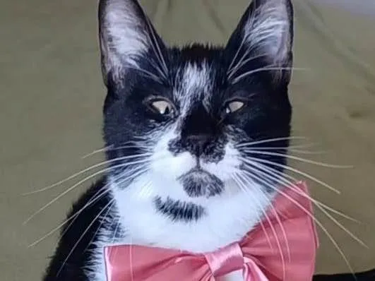 Gato ra a SRD-ViraLata idade 7 a 11 meses nome Ayka