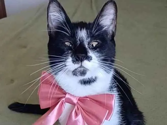 Gato ra a SRD-ViraLata idade 7 a 11 meses nome Ayka