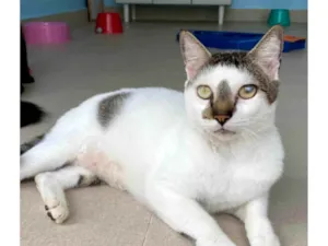 Gato raça SRD-ViraLata idade 2 anos nome Adan