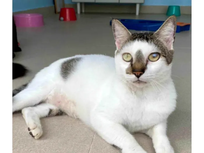 Gato ra a SRD-ViraLata idade 2 anos nome Adan