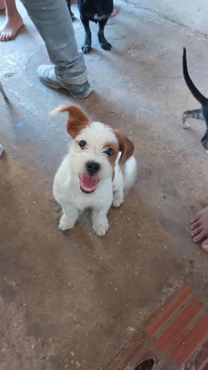 Cachorro ra a Shitzu com vira lata idade 2 a 6 meses nome Pingo