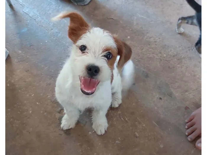 Cachorro ra a Shitzu com vira lata idade 2 a 6 meses nome Pingo