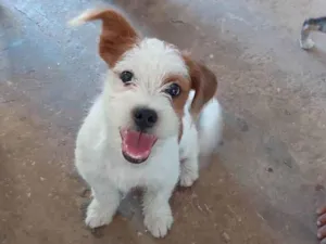 Cachorro raça Shitzu com vira lata idade 2 a 6 meses nome Pingo