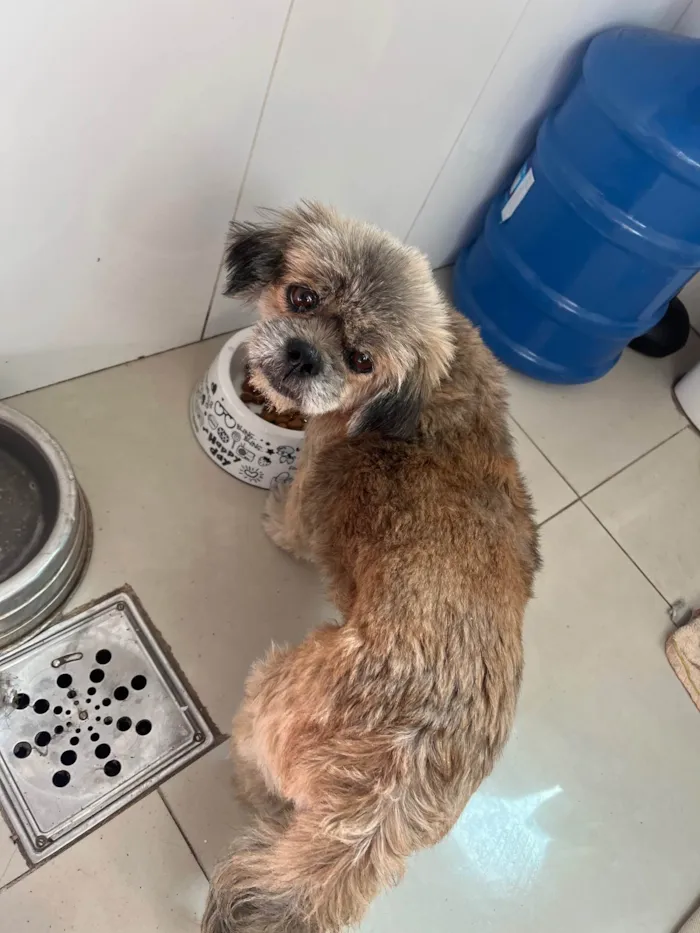 Cachorro ra a Shitzu idade 7 a 11 meses nome Lucky 
