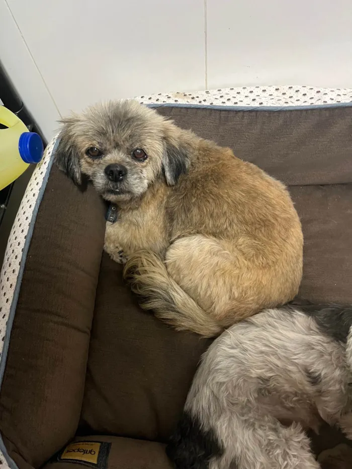 Cachorro ra a Shitzu idade 7 a 11 meses nome Lucky 