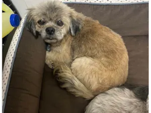 Cachorro raça Shitzu idade 7 a 11 meses nome Lucky 