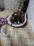 Zoe