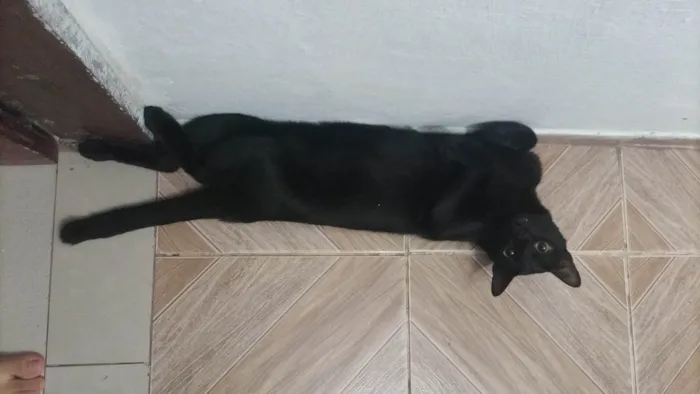 Gato ra a SRD-ViraLata idade 1 ano nome GRATIFICA - Kayn