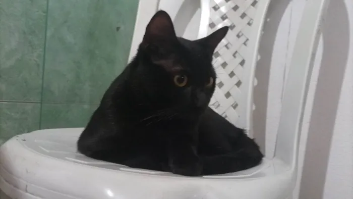Gato ra a SRD-ViraLata idade 1 ano nome GRATIFICA - Kayn