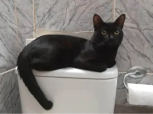 Gato raça SRD-ViraLata idade 1 ano nome GRATIFICA - Kayn