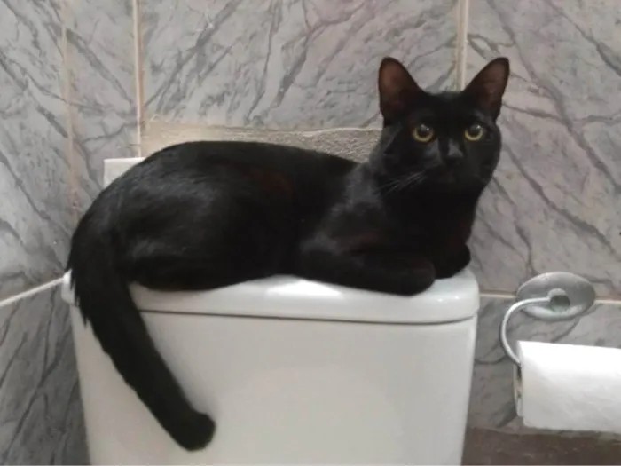 Gato ra a SRD-ViraLata idade 1 ano nome GRATIFICA - Kayn