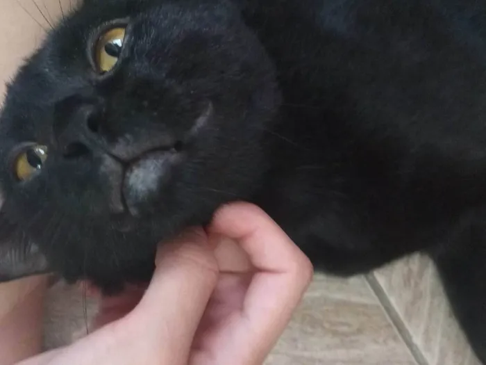 Gato ra a SRD-ViraLata idade 1 ano nome GRATIFICA - Kayn