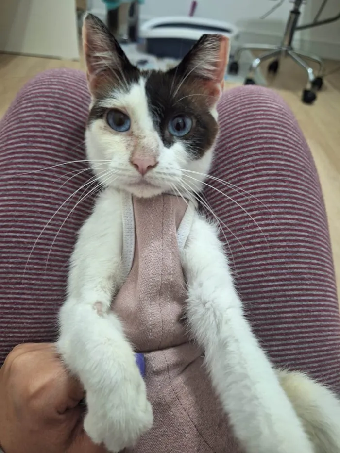 Gato ra a SRD-ViraLata idade 1 ano nome LILICA