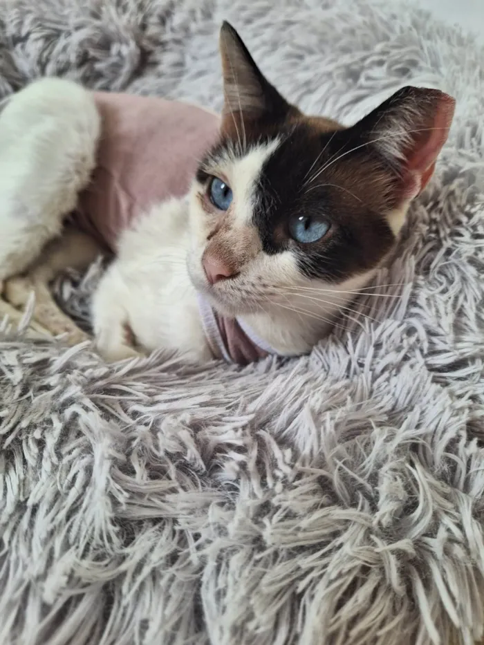 Gato ra a SRD-ViraLata idade 1 ano nome LILICA