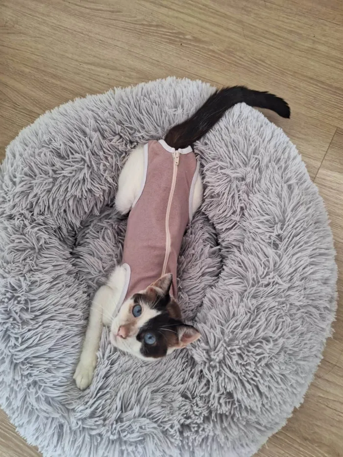 Gato ra a SRD-ViraLata idade 1 ano nome LILICA
