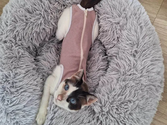 Gato ra a SRD-ViraLata idade 1 ano nome LILICA