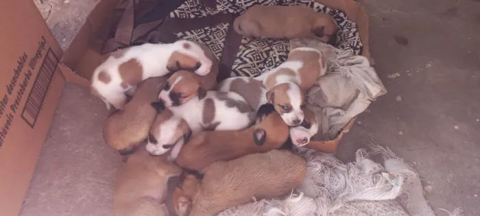 Cachorro ra a Sdr idade Abaixo de 2 meses nome Sem nomes