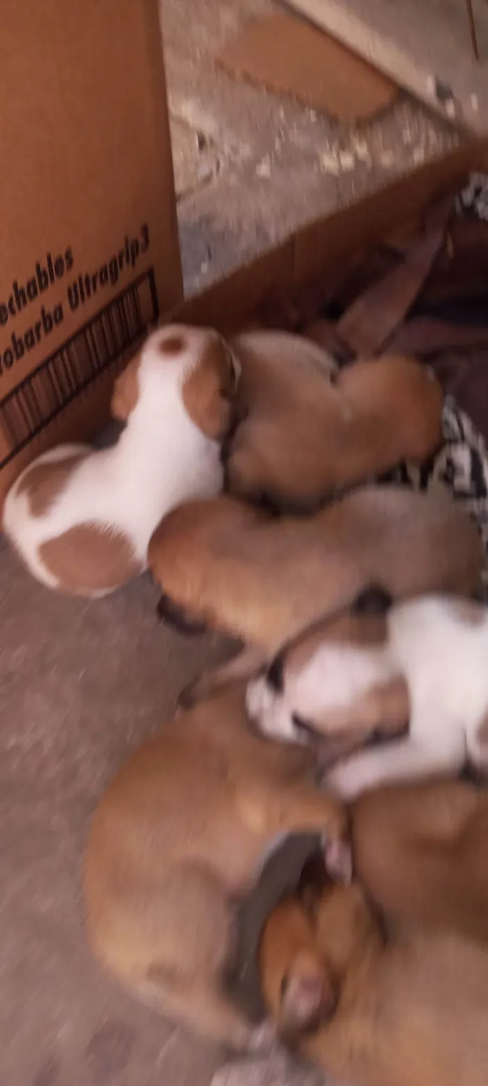 Cachorro ra a Sdr idade Abaixo de 2 meses nome Sem nomes