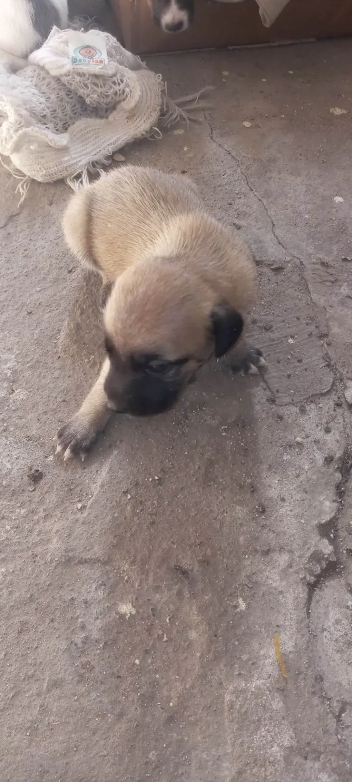 Cachorro ra a Sdr idade Abaixo de 2 meses nome Sem nomes